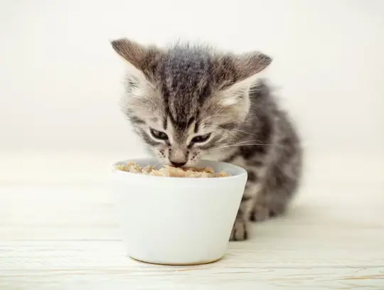 Croquetas Para gatitos