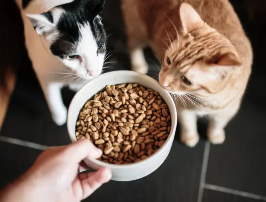 Croquetas Para gatos adultos